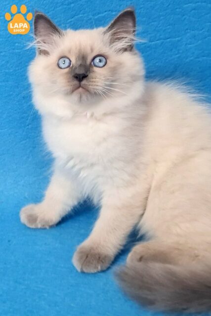 Cute Siberian Kitten in a Plush Fur Coat Archie