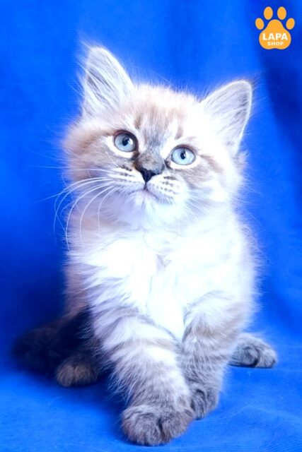 Fluffy Siberian Beauty Dana