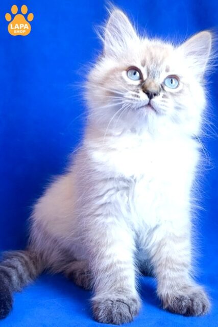 Siberian Kitten Dorothea with a Wonderful Character
