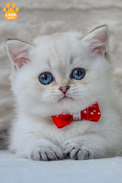 Blue-Eyed Munchkin Elvis with Cute Short Legs