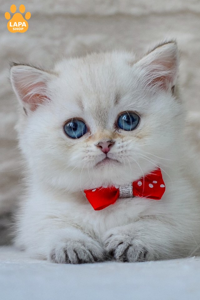 Elvis