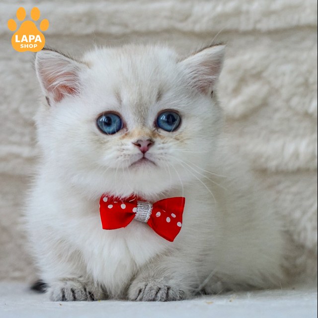 Elvis4
