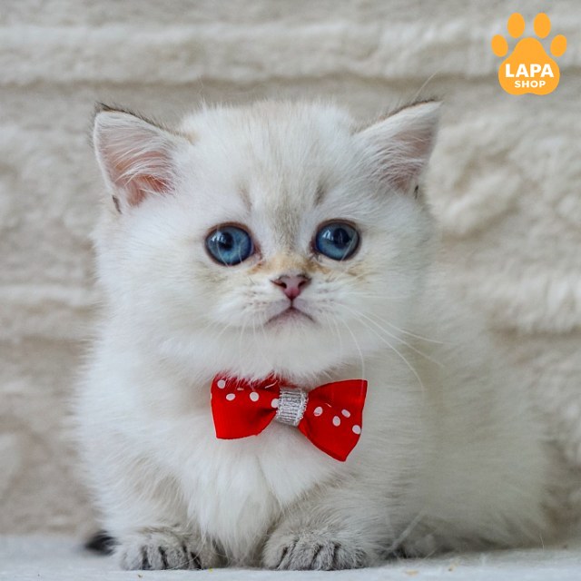 Elvis9
