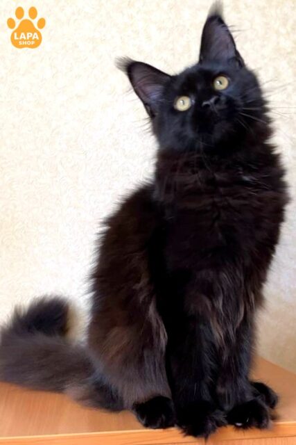 Fendi is a Mysterious Maine Coon Kitty in Deep Black With Delicate White Accents