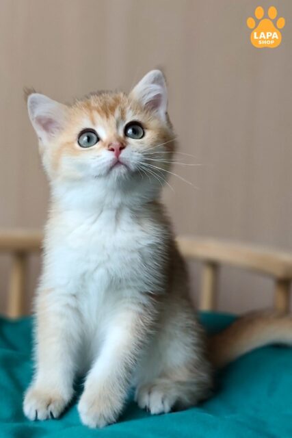 Spectacular British Shorthair Kitten Gabi in a Golden Plush Fur Coat