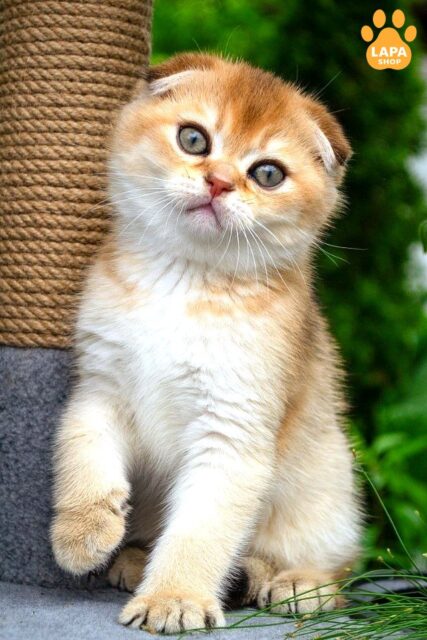 Cute Scottish Fold Kitten Garfild in a Plush Golden Coat