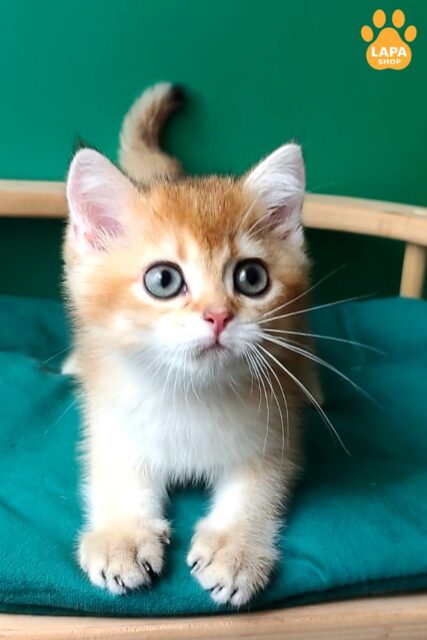 Gaston is a Cute British Kitten in a Bright Golden Fur Coat