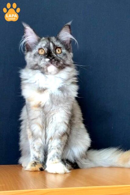 Gigi —  Equisite Maine Coon Kitty in a Tortoiseshell Color and a Little White