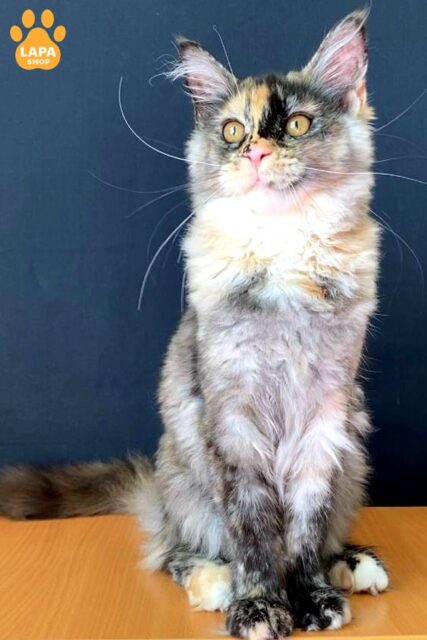 Spectacular Maine Coon Beauty in a Sophisticated Tortoiseshell Fur Coat With White Accents Gracie