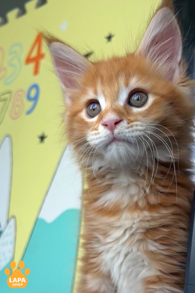 harfild9