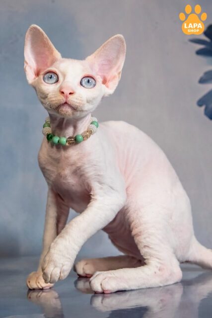 Red Handsome Devon Rex Ice Berry is Waiting for a Family