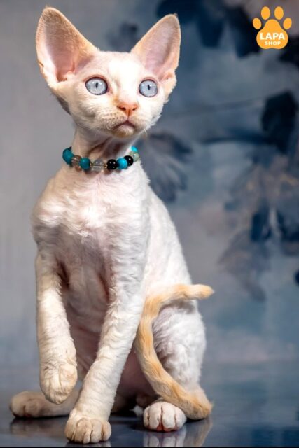 Charming Devon Rex Ice Cream — A Gentle Companion