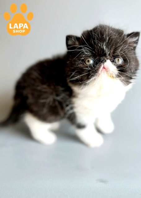 Cute Exotic Shorthair Kitten in Contrasting Coat Iridium Elite iridium elite
