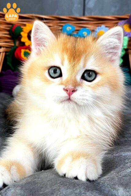 Golden Scottish Straight in a Plush Fur Coat Khan khan77