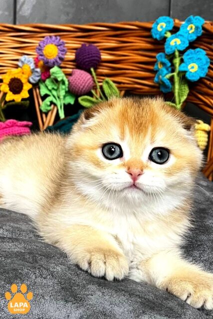 Мила висловуха кішечка Kitti — ваша майбутня улюблениця kitti2