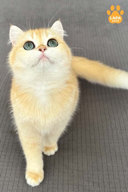 Very Gentle and Tame Purebred British Handsome Cat in a Golden Fur Coat Kolya
