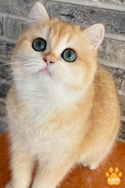 Very Gentle and Tame Purebred British Handsome Cat in a Golden Fur Coat Kolya