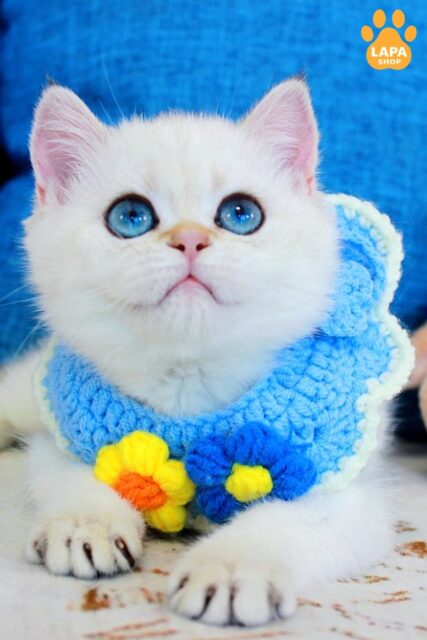 Blue-Eyed Scottish Straight Beauty of Gentle Color Lady lady