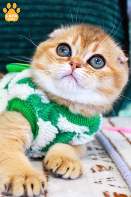 Spectacular Scottish Fold Handsome Kitten Lucas lucas6