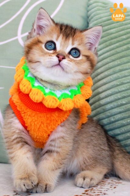 Cute British Shorthair Kitten Mario in Chocolate Golden Coat mario77