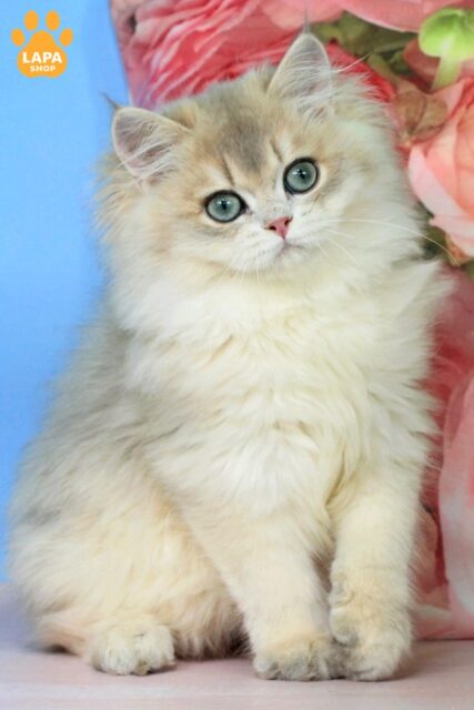 British Longhair Kitten Peach with a Stunning Plush Coat peach60009
