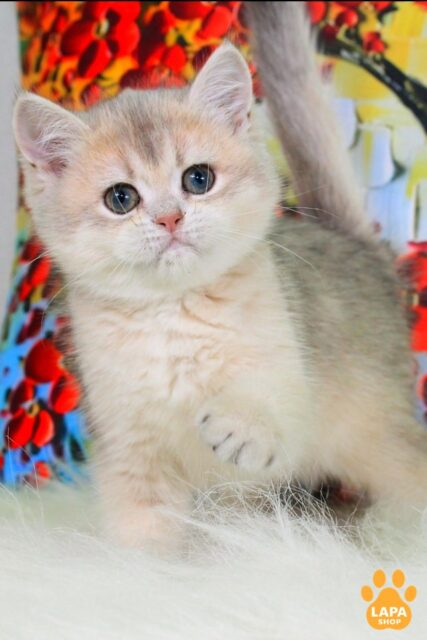 Blue Golden British Kitty Princess Is Waiting for Her Royal Family princess7