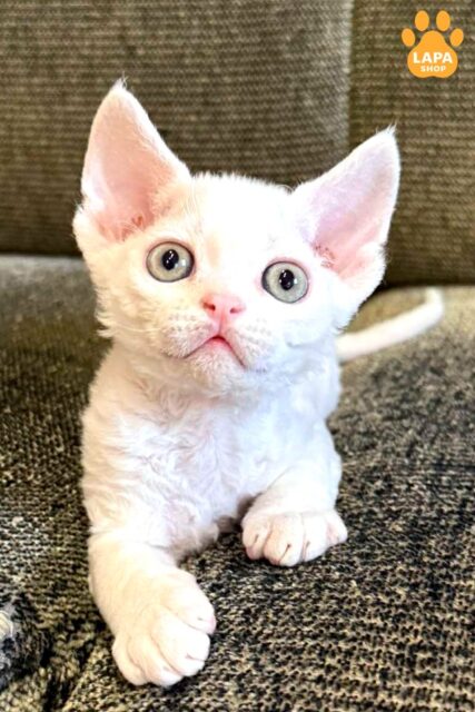 Charming White Devon Rex Quartz with Cute Eyes quartz