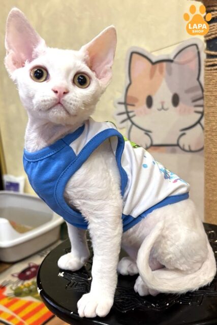 Charming White Devon Rex Quartz with Cute Eyes quartz1009