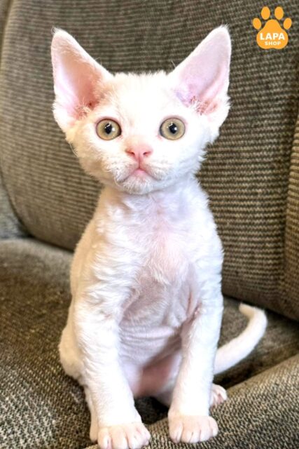 Charming White Devon Rex Quasar quasar88