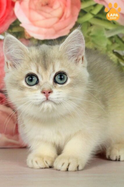 British Beauty Queen is a Sweet Sun With a Soft Fur Coat