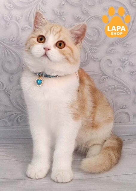 Zan is a Charming Scottish Handsome Kitten in a Plush Fur Coat