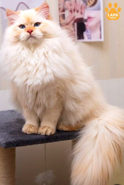 Amour is a Young Siberian Cat who Recently Completed the Status of Junior Champion WCF sib amour10094