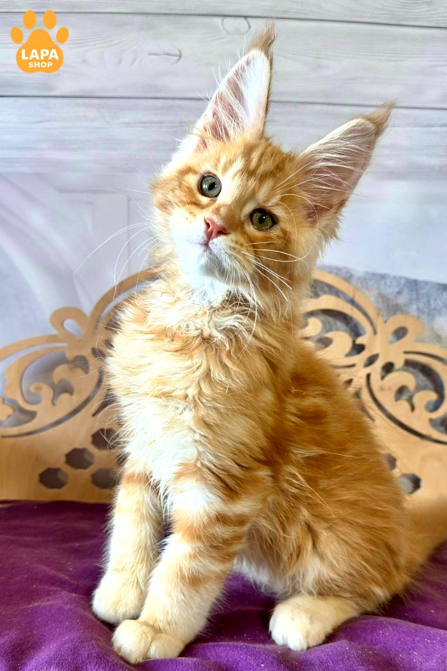 test-breed-test-01 (3)