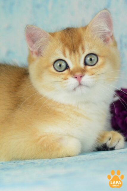 Charming British Beauty Vesta with Golden Color