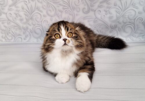 Yves Saint Lauren is a Spectacular Highland Fold Kitten in a Fluffy Fur Coat