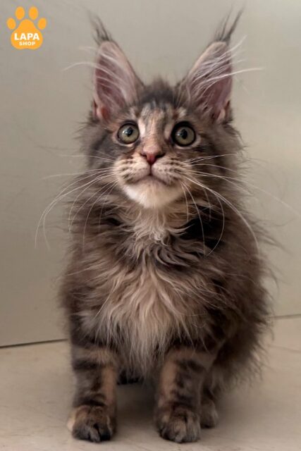 Cute Blue and Cream Maine Coon Beauty Wanessa
