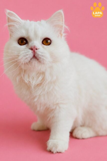 White Milka is a Snow-White Scottish Longhair Beauty