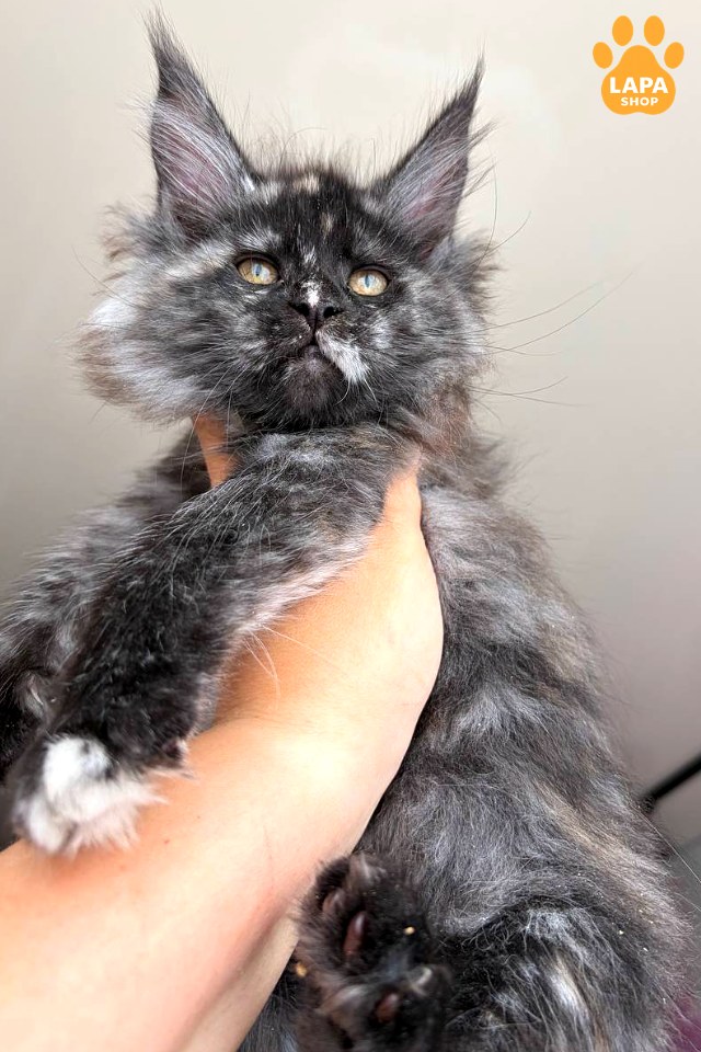 wilhelmina