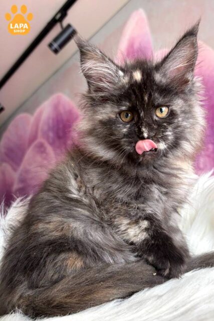 Tortoiseshell Smoke Maine Coon Wilhelmina