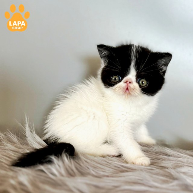 zorro