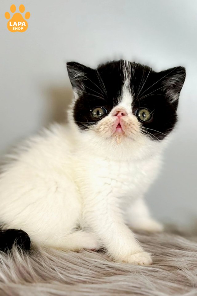 zorro00