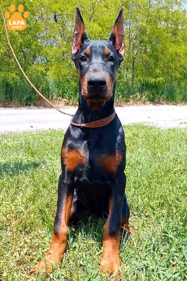 doberman chorne-pidpale
