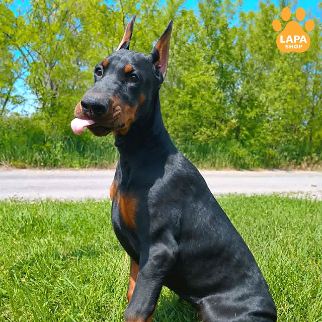 1780308477245-9i4d-doberman-quadra-03.jpg