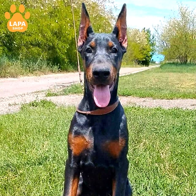 1780308477245-nv85-doberman-quadra-02.jpg