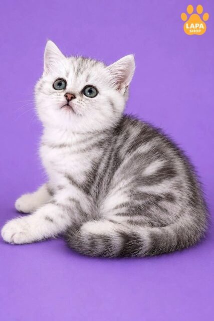 brytanska-korotkoshersta chorne-sriblyaste-marmurove-ns