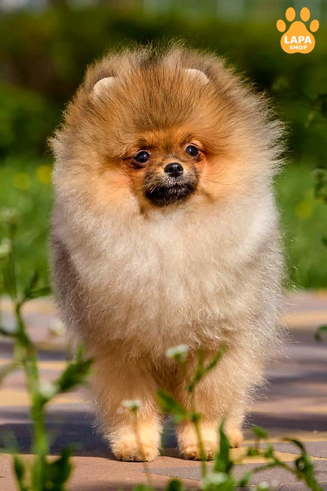 pomeranskyy-shpits oranzh
