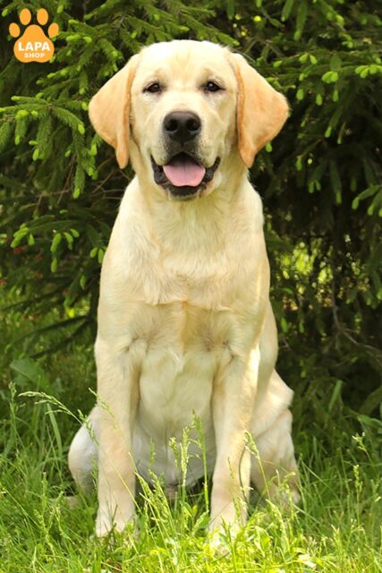 labrador-retryver zhovte