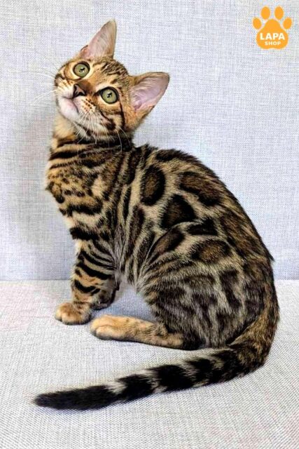 Cute Bengal Kitty that Immediately Attracts Attention Zipsy
