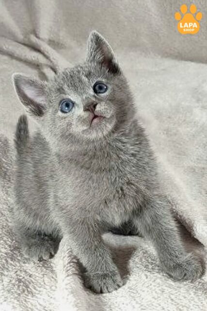 Russian Blue Cat Thomas — Handsome Boy with a Blue Coat