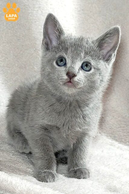 Cute Russian Blue Beauty Marusya